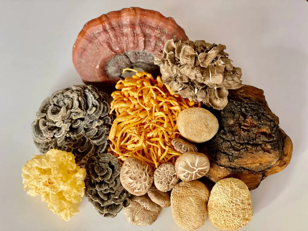 Unleashing the Fungal Five: Lion's Mane, Reishi, Reishi Spores, Cordyceps, and Chaga